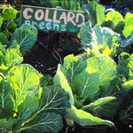 Trying to get some more green goodness in your life?? The new and improved Gotham skinny is coming your way! Stay posted....